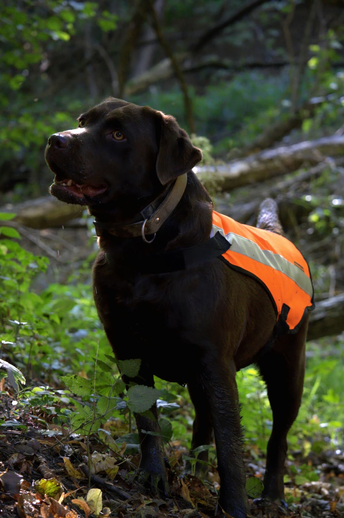 Unité cynophile - Équipe K9 professionnelle